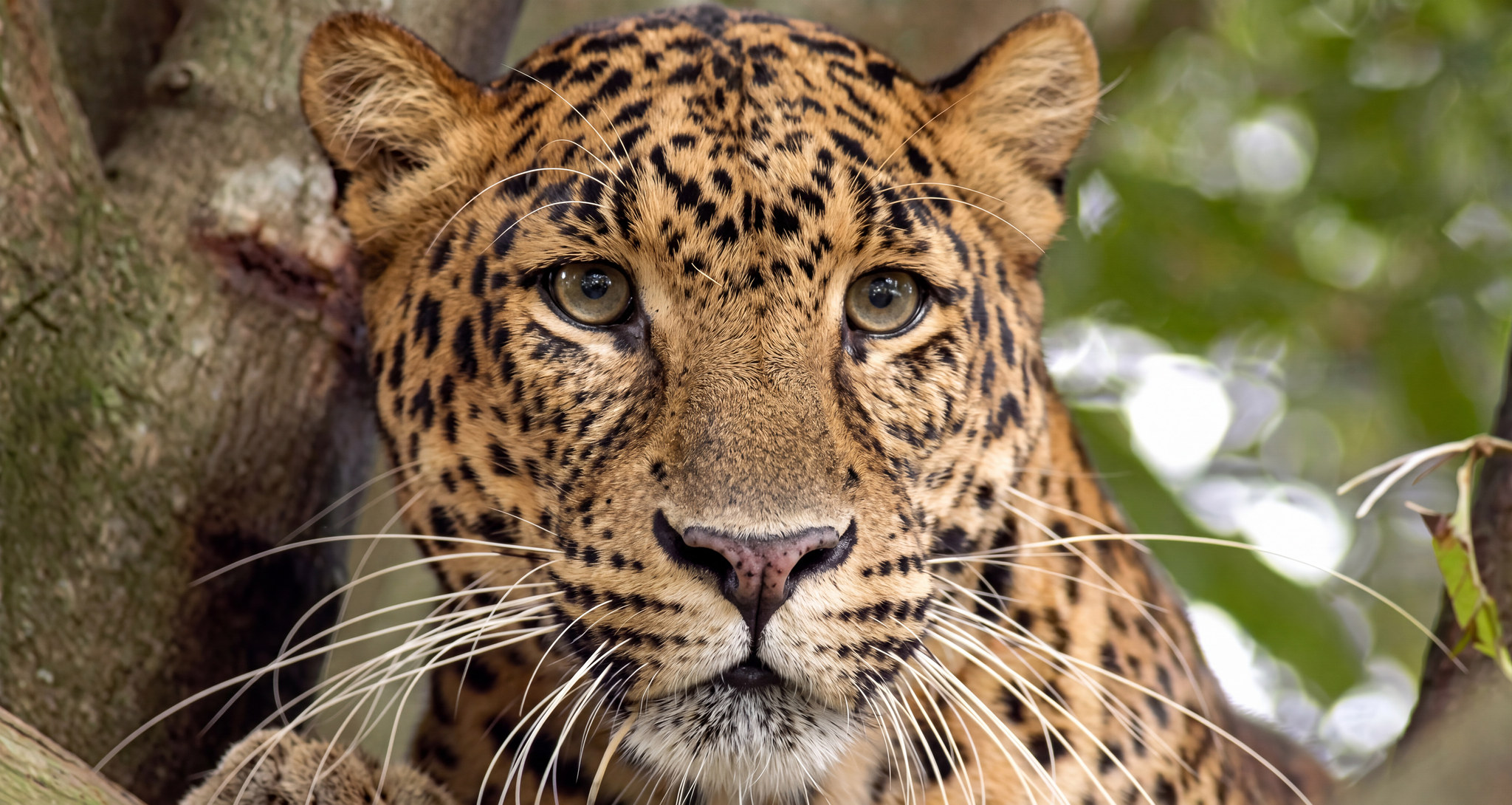 The same wildlife photograph after AI upscaling, fur and whiskers resolved
