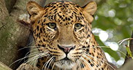 Wildlife photograph before AI upscaling, soft and low resolution